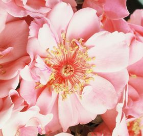 Rosiers