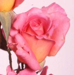 Rosiers