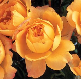 Rosiers
