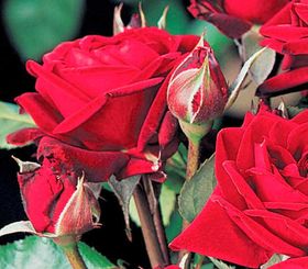 Rosiers