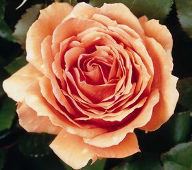 Rosiers