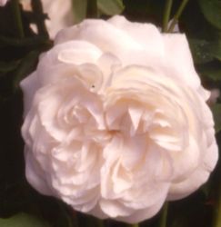 Rosiers