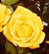 Rosiers