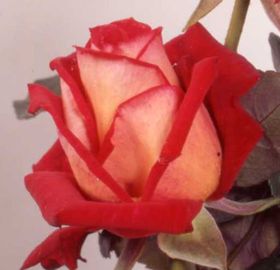 Rosiers