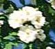 Rosiers