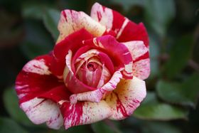 Rosiers