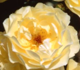 Rosiers