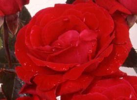 Rosiers