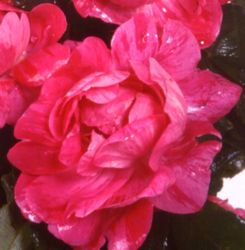 Rosiers