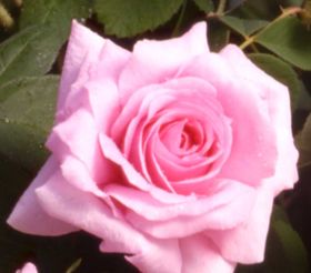 Rosiers