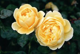 Rosiers