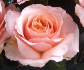 Rosiers