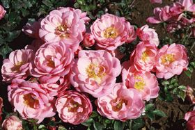 Rosiers
