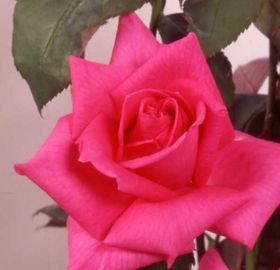 Rosiers