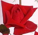 Rosiers