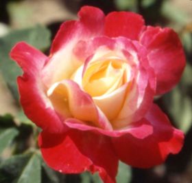 Rosiers