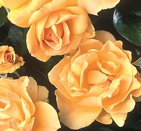 Rosiers