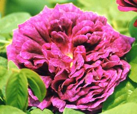 Rosiers