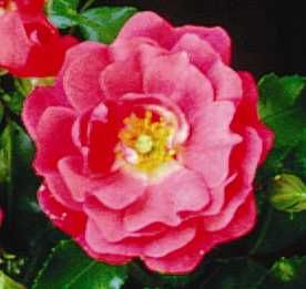Rosiers