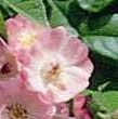 Rosiers