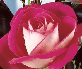 Rosiers