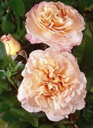 Rosiers