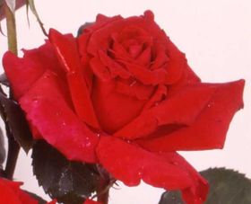 Rosiers