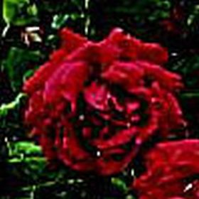 Rosiers