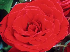 Rosiers