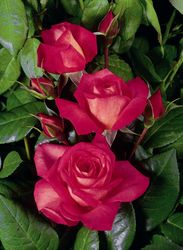 Rosiers