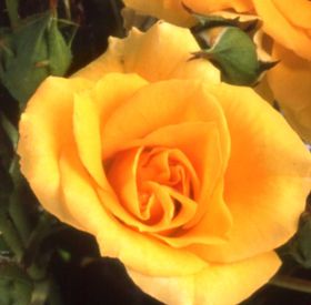 Rosiers