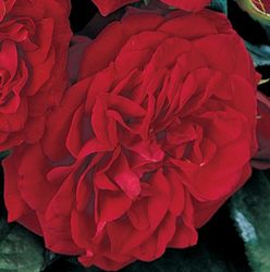 Rosiers