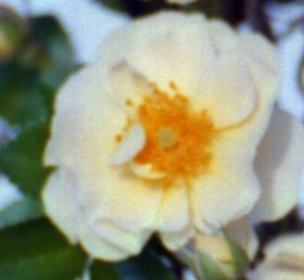 Rosiers