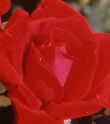 Rosiers