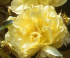 Rosiers