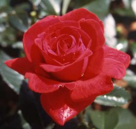 Rosiers