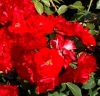 Rosiers