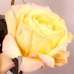 Rosiers
