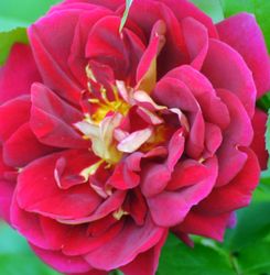 Rosiers