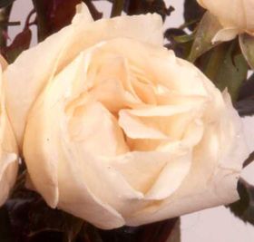 Rosiers