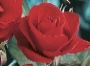 Rosiers