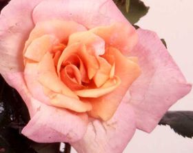 Rosiers