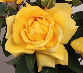Rosiers