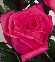 Rosiers