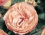 Rosiers