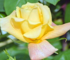 Rosiers