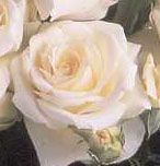 Rosiers