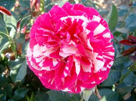 Rosiers