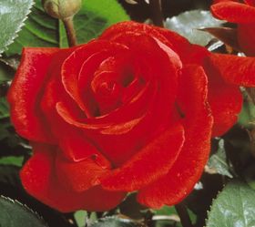 Rosiers