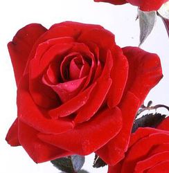 Rosiers
